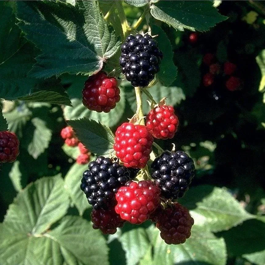 Brombeere "Chester Thornless", 3,5L-Container