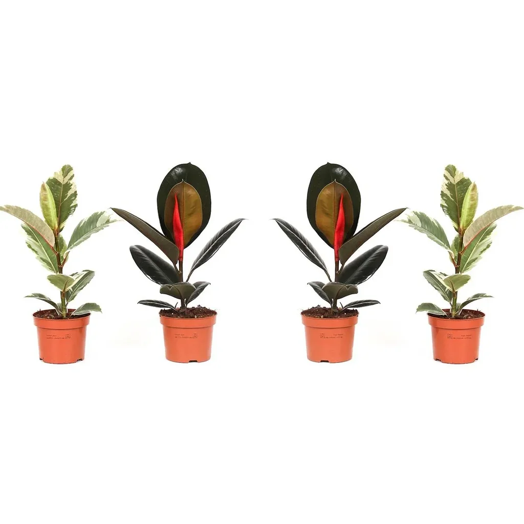 lower-up Gummibäume Zimmerpflanzen Ficus Elastica Set 4 Stück 30-40Cm 2x Ficus elastica Abidjan 2x Ficus elastica Tinek
