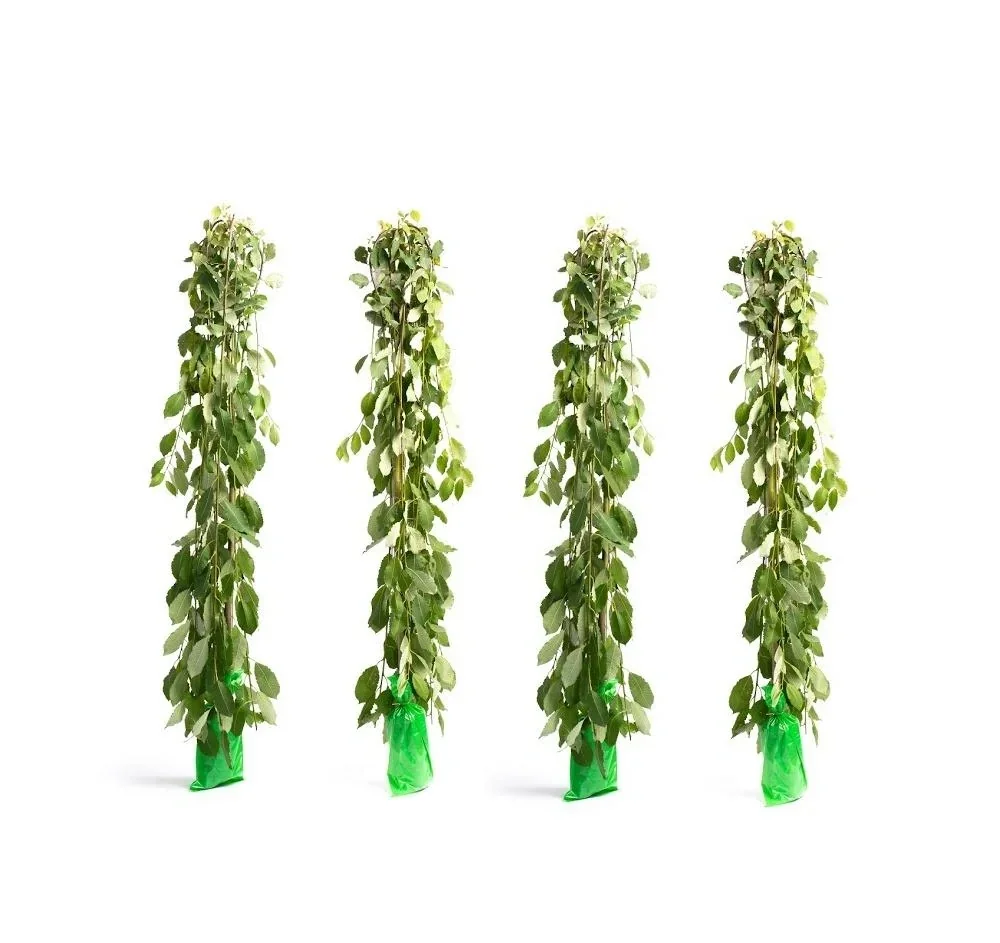 Flower-up 4er-Set XXL-Trauerweiden 120 - 140 cm