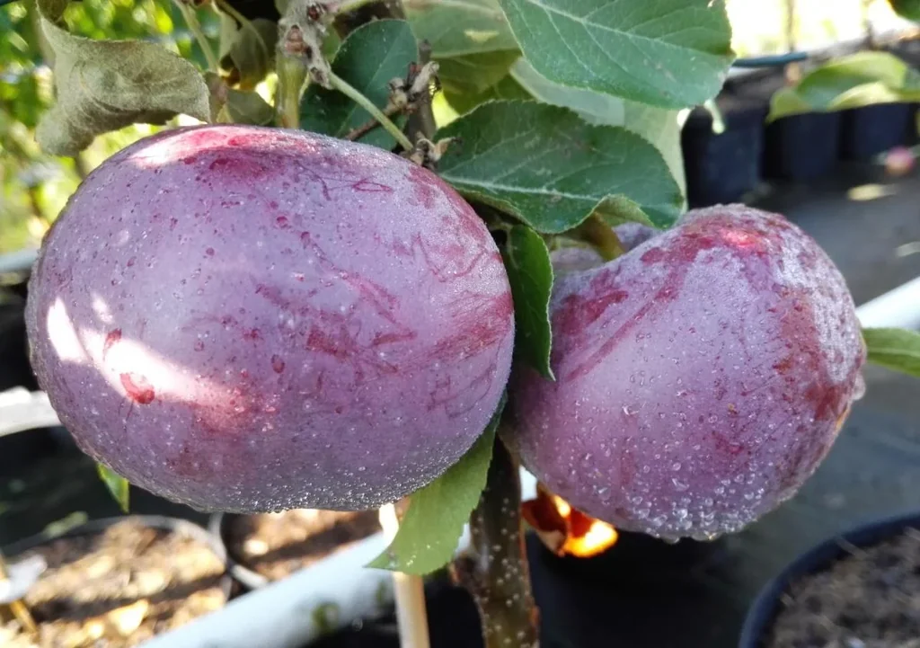 Apfel "Blauer Kölner" Busch, im 7,5L-Container