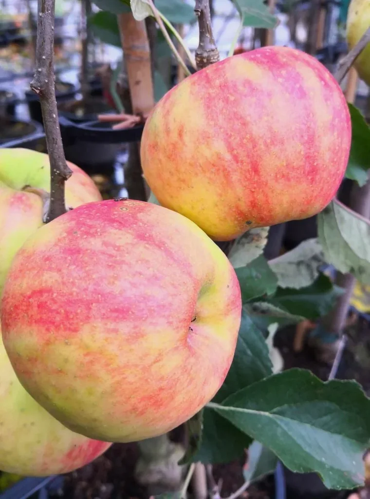 Apfel "Karneval", Busch, im 10L-Container