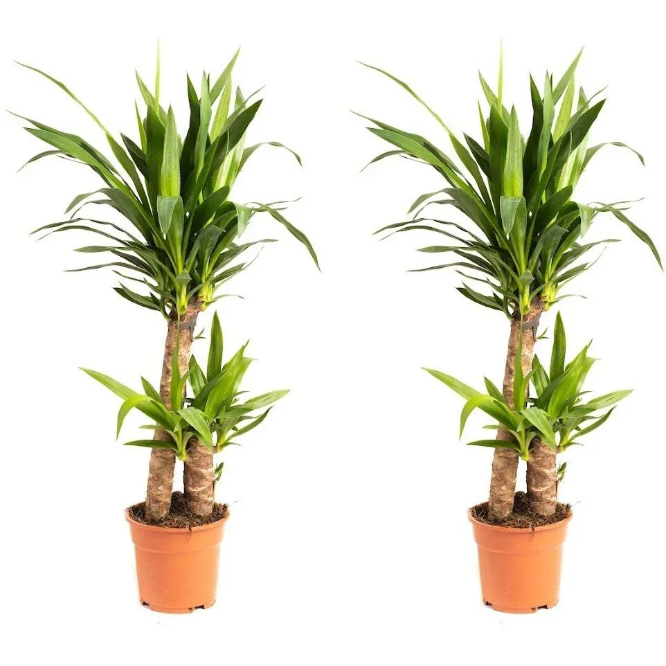 Aufblühende Palmlilie - Yucca - Groß - 80-85Cm - 2 Stück
