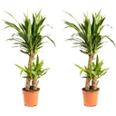 Aufblühende Palmlilie - Yucca - Groß - 80-85Cm - 2 Stück