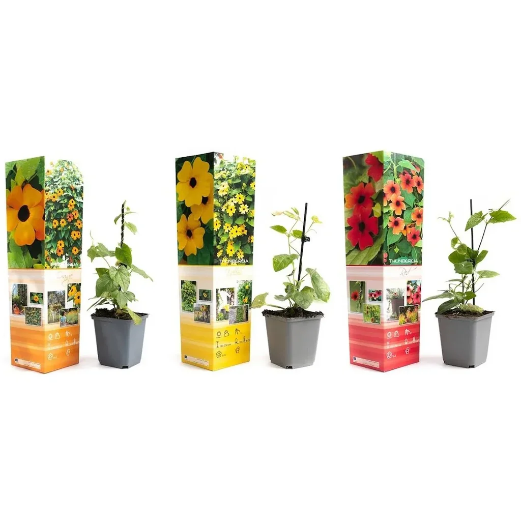 Blühende Thunbergia Set - 6 Stück - 30-38 cm