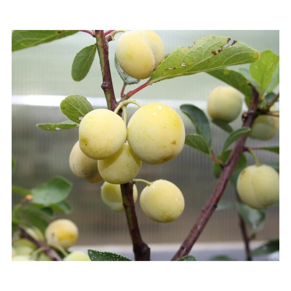 Mirabelle "Nancy Mirabelle" Busch, im 10L-Container, süß und aromatisch, guter Geschmack