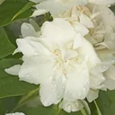 Bauernjasmin duftend Philadelphus coronarius - 12 L Topf 100-125 cm
