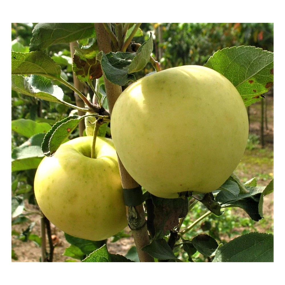 Apfel "Weißer Klarapfel" Busch, im 10L-Container