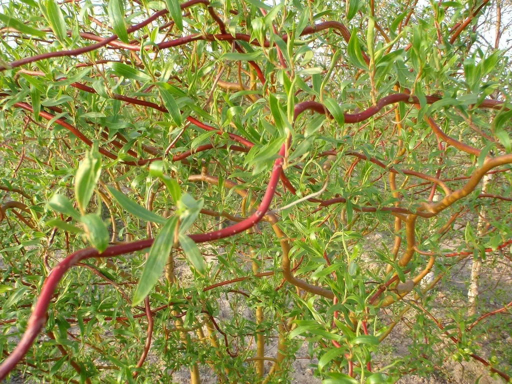 Korkenzieherweide Salix matsudana Tortuosa - 12 L Topf 100-125 cm