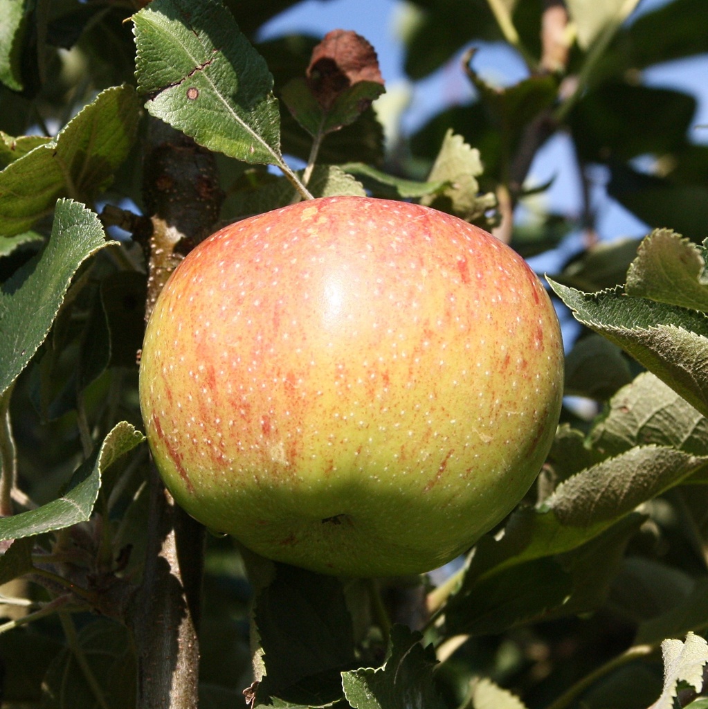 Apfel "Jonagold" Busch, im 10L-Container