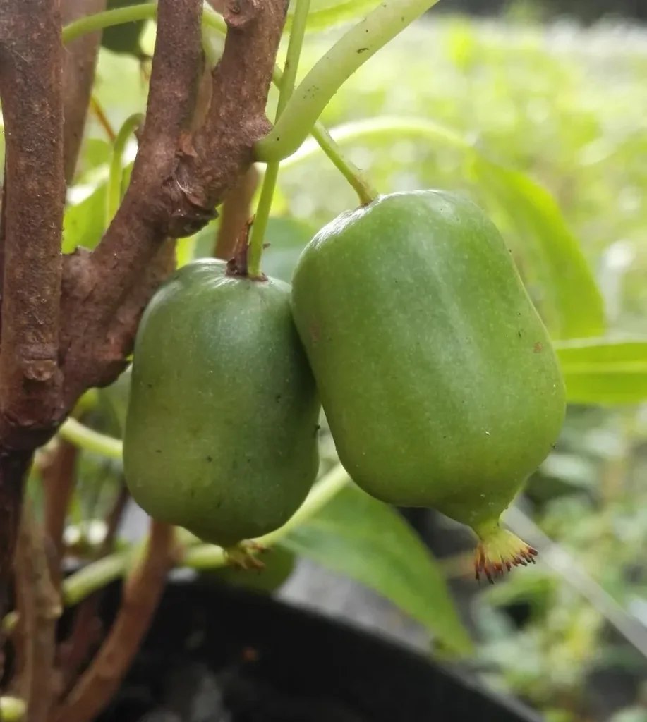 Kiwi "Super Issai", 3,5L-Container