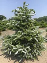 Koreatanne Silberlocke - Abies koreana - Solitär mit Ballen 125-150 cm