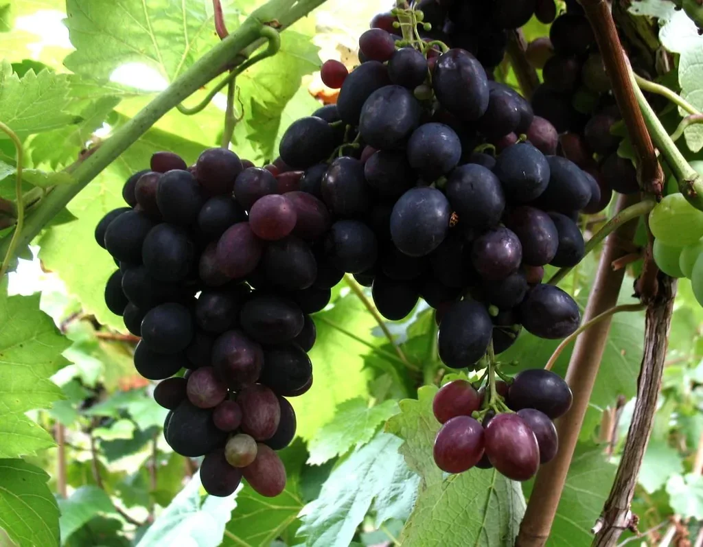 Weinrebe "Kyoho", 3,5L-Container