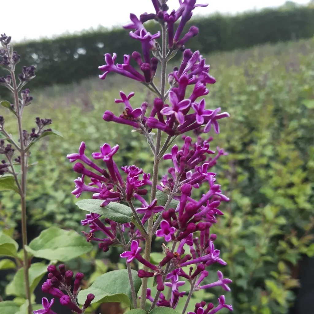 Meyer´s Flieder, Syringa meyeri "Dark Purple" -S-, 4,6L Topf, 40-60 cm hoch, 2er-Set