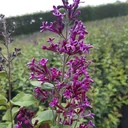 Meyer´s Flieder, Syringa meyeri "Dark Purple" -S-, 4,6L Topf, 40-60 cm hoch, 2er-Set