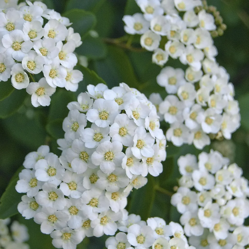 Prachtspiere Spiraea vanhouttei - 12 L Topf 100-125 cm