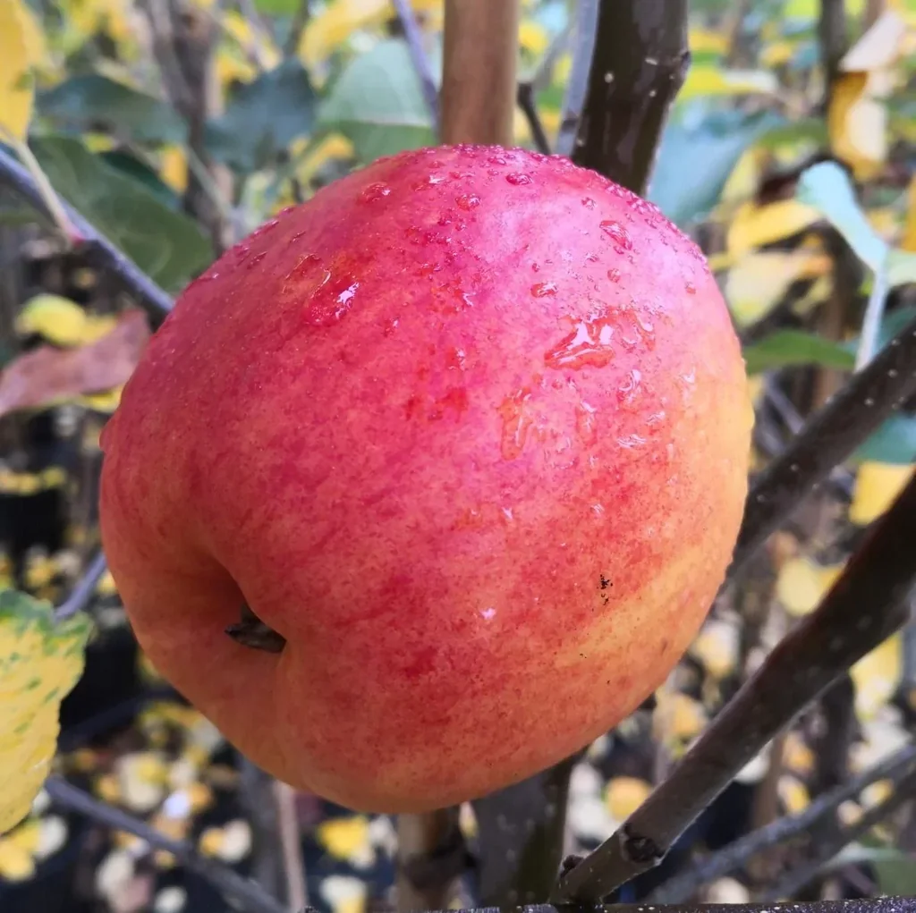Apfel "Rebella" Busch, im 10L-Container