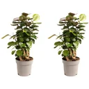 Aufblühende Aralie - Polyscias Fabian - Groß - 55-65Cm - 2 Stück