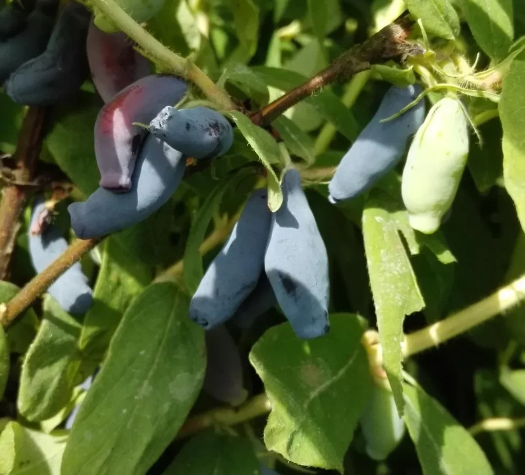 Sib. Blaubeere "Atut", im 3,5L-Container
