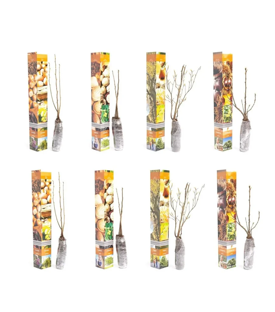 Aufblühendes Set aus 8 Nusspflanzen 50-60 cm