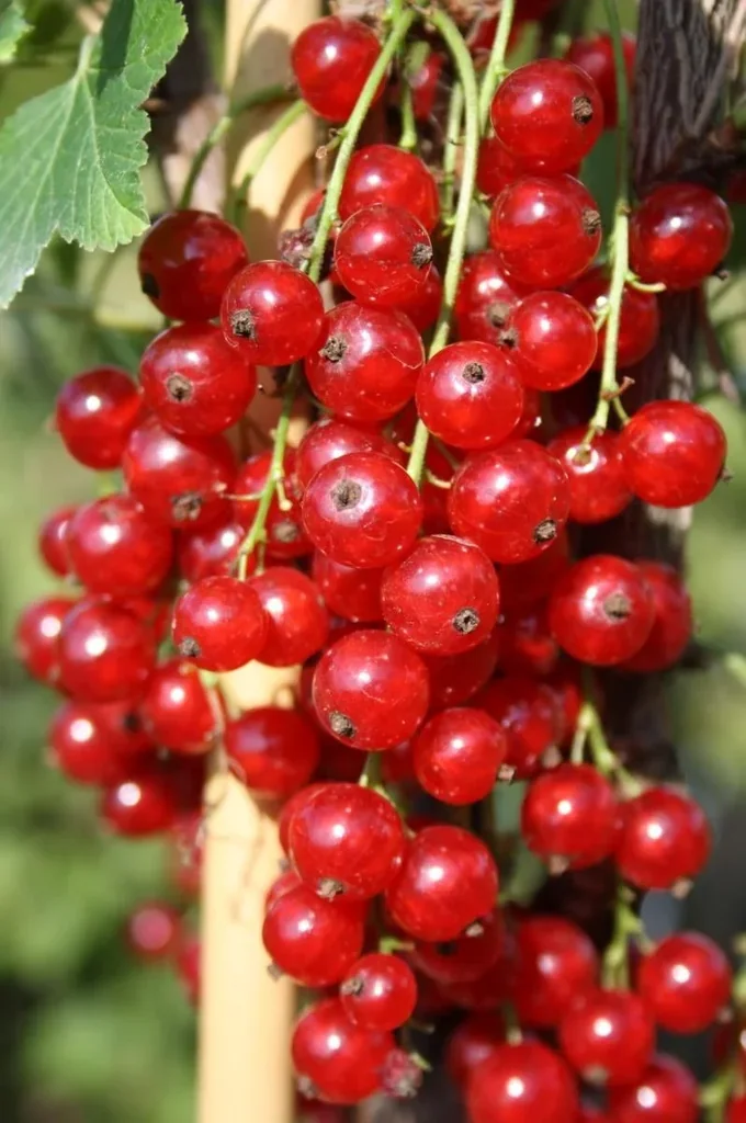 Johannisbeere rot "Jonkheer v. Tets" Busch, im 5L-Container