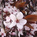Blutpflaume Prunus cerasifera Nigra - 7 L Topf 80-100 cm