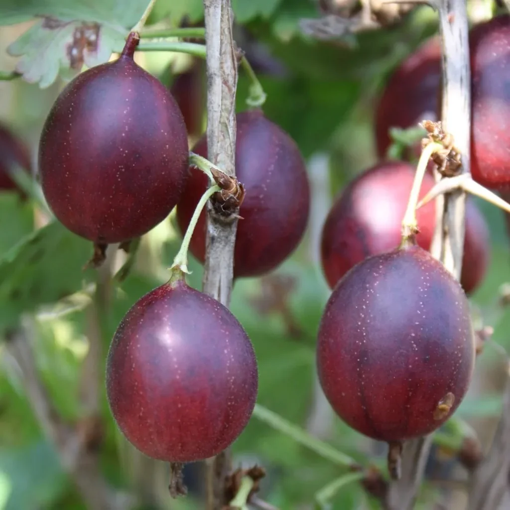 Stachelbeere rot "Captivator" Fußstamm, im 4L-Container
