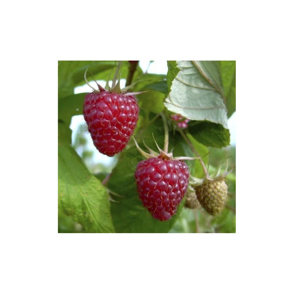 Tayberry "Buckingham", 3,5L-Container, Kreuzung zwischen Himbeere und Brombeere