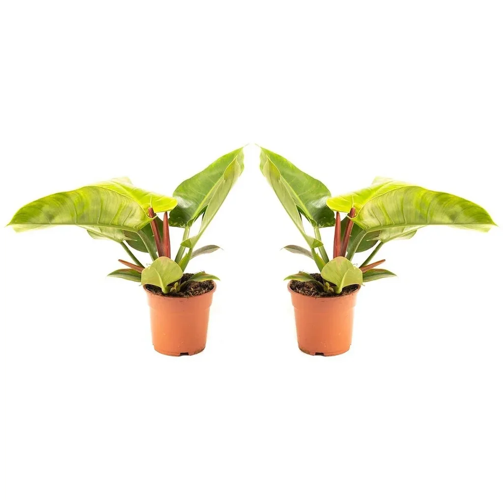 Aufblühender Philondendron Imperial Grün Groß - 50-60 Cm - 2 Stück