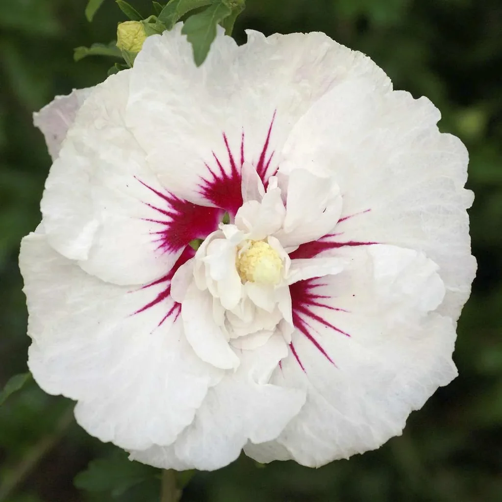 Garteneibisch French Point - Hibiscus syriacus - 12 L Topf 80-100 cm