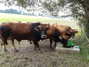 Weidepumpe P100 mit Doppelhub und 1"-Anschluss