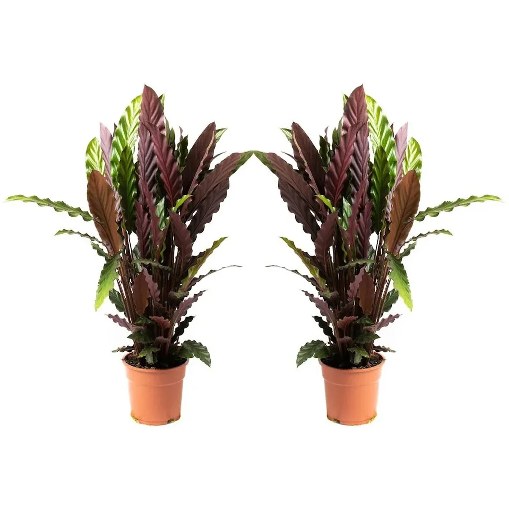 Aufblühende Pfauenpflanze - Calathea Rufibarba - Groß - 50-60Cm - 2 Stück
