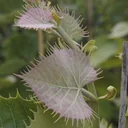Henrys Linde Tilia henryana - 7 L Topf 80-100 cm