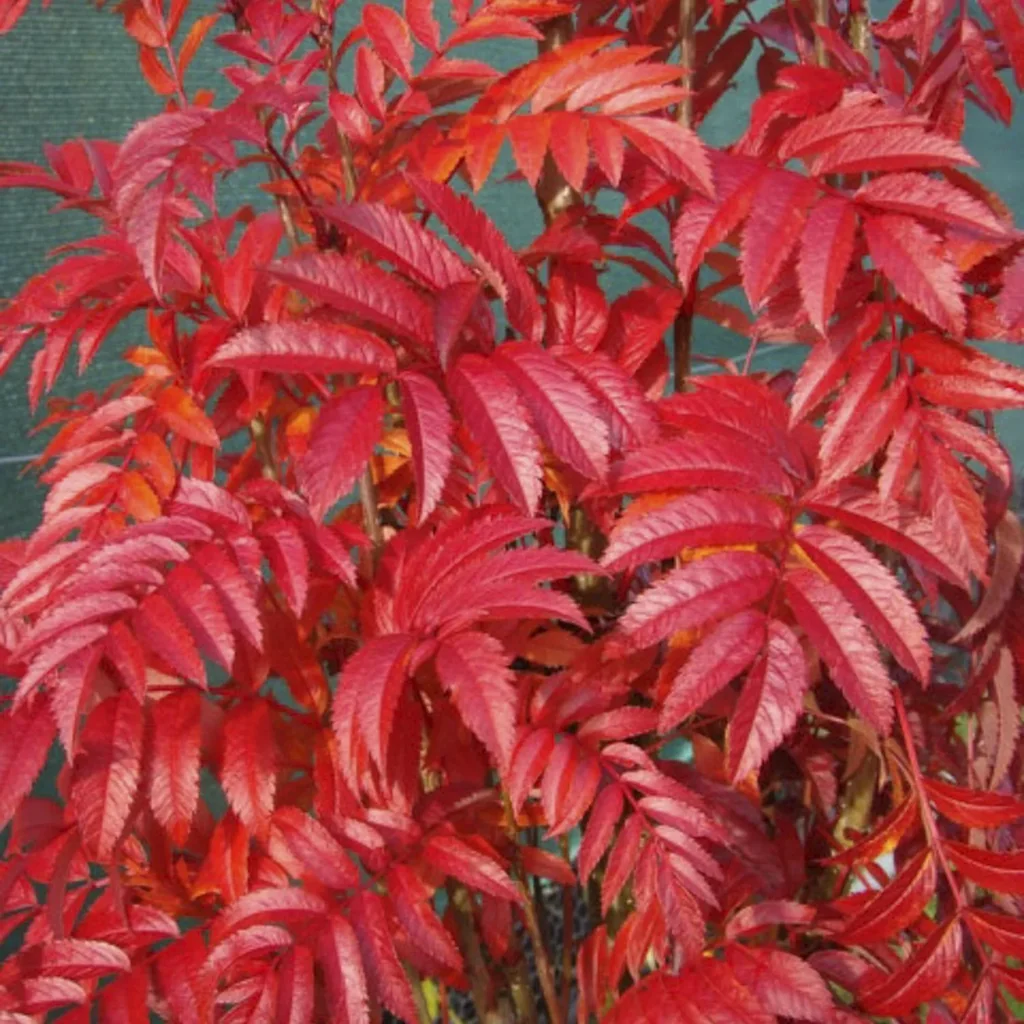 Eberesche Autumn Spire -R- - Sorbus aucuparia - 7 L Topf 80-100 cm