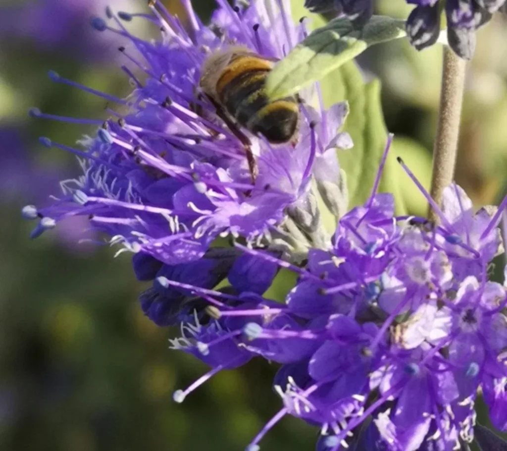 Bartblume Heavenly Blue - Caryopteris clandonensis - 7.5 L Topf 40-60 cm