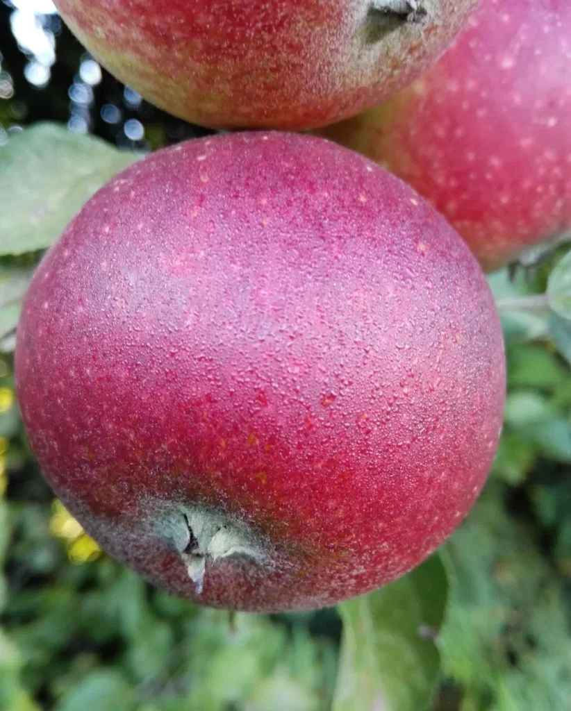 Apfel "Ingrid Marie" Busch im 10L-Container
