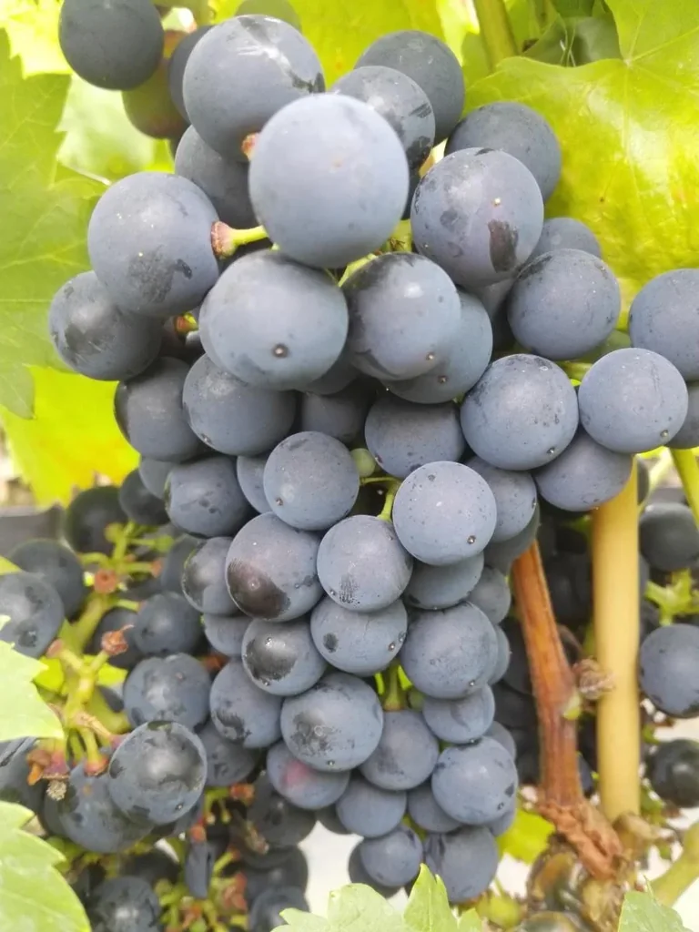 Weinrebe "Regent", 5L-Container
