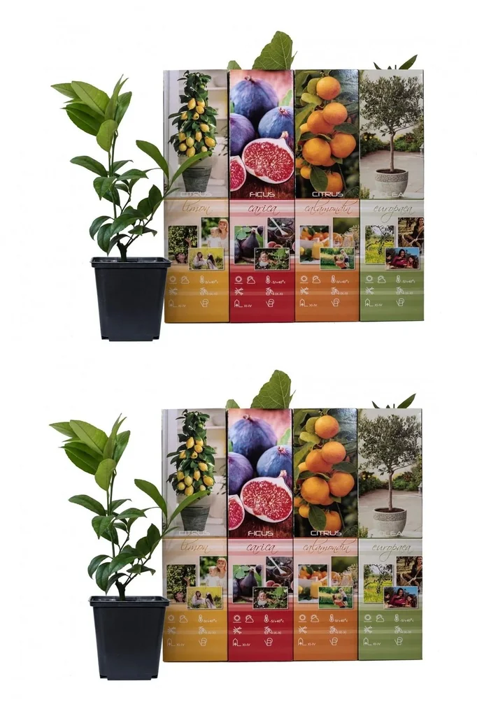 Aufblühendes Set aus 8 mediterranen Pflanzen 25-40 cm