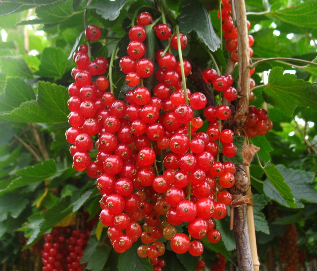 Johannisbeere rot "Rovada" Busch, im 5L-Container