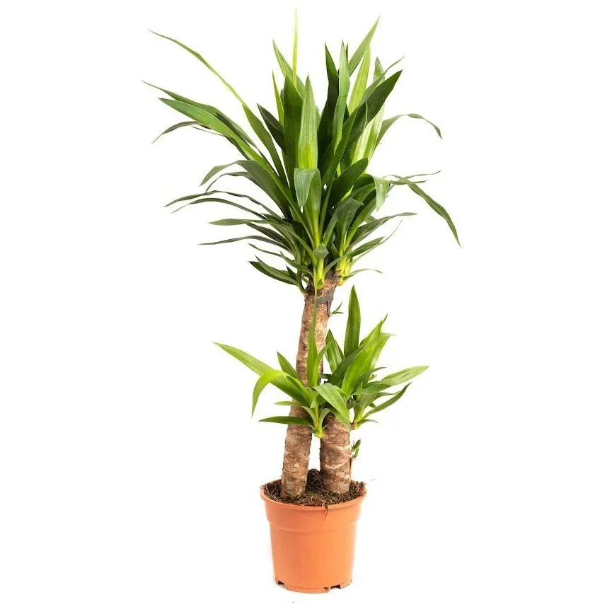 Aufblühende Palmlilie - Yucca - Groß - 80-85Cm - 1 Stück