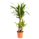 Aufblühende Palmlilie - Yucca - Groß - 80-85Cm - 1 Stück