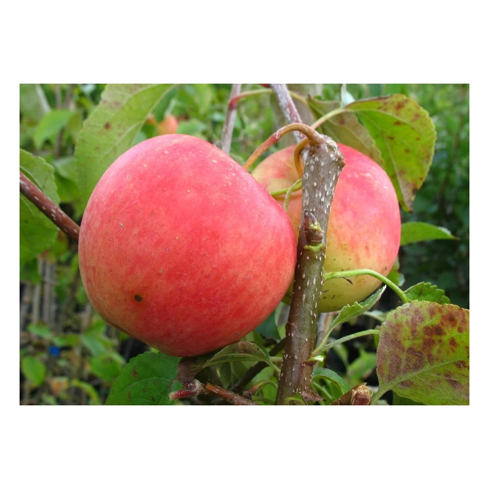 Apfel "Pinova" Busch, im 10L-Container
