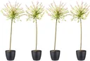 Flower-up 4er-Set XXL Rattenweiden 120 - 140 cm