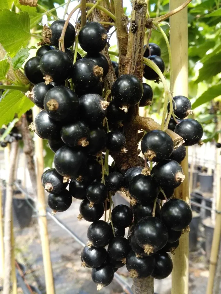 Johannisbeere schwarz "Titania" Busch, im 3,5L-Container