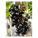 Johannisbeere schwarz "Titania" Busch, im 3,5L-Container