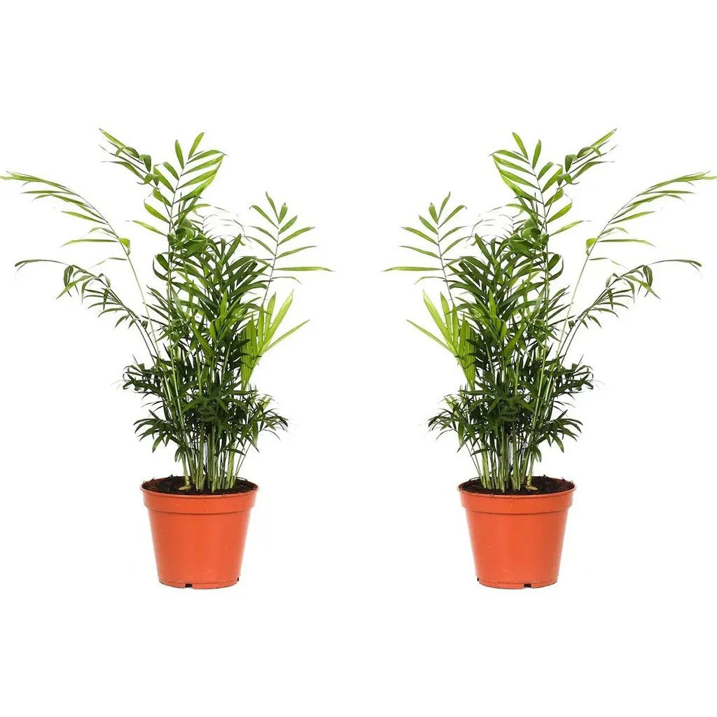 Aufblühende mexikanische Bergpalme - Chamaedorea Elegans - Groß - 50-60cm - 2 Stück