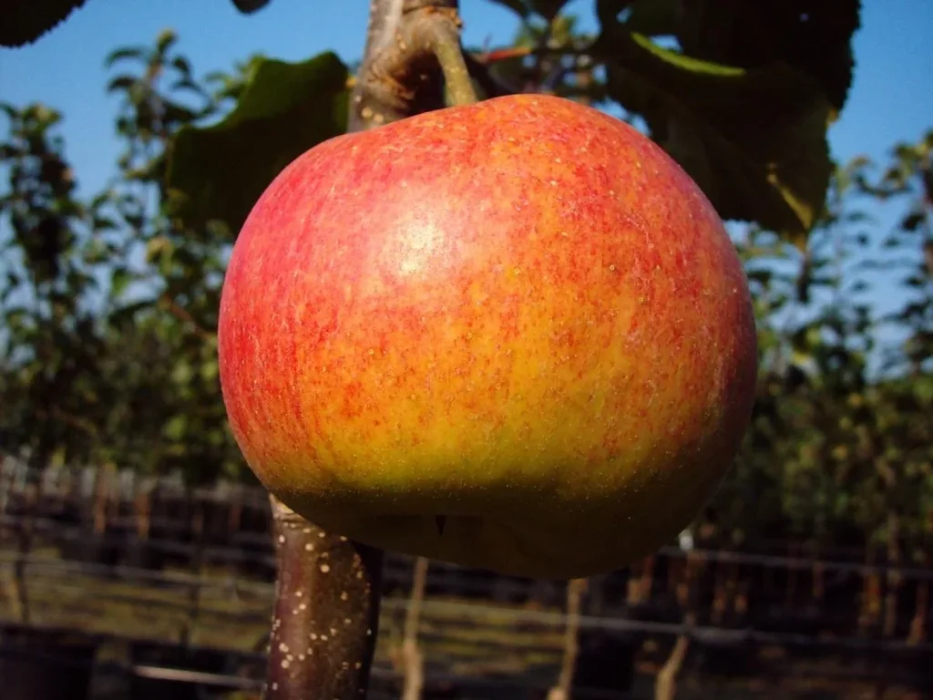Apfel "Rebella" Busch, im 10L-Container