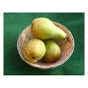 Birne "Abate Fetel" Busch, im 10L-Container, mildes, schmelzendes, fruchtiges Aroma