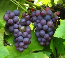 Weinrebe "Vanessa", 5L-Container, große rosa Beeren