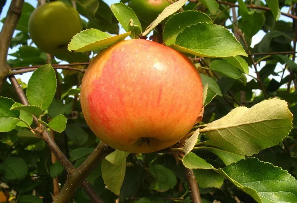 Apfel "James Grieve" Halbstamm, im 10L-Container