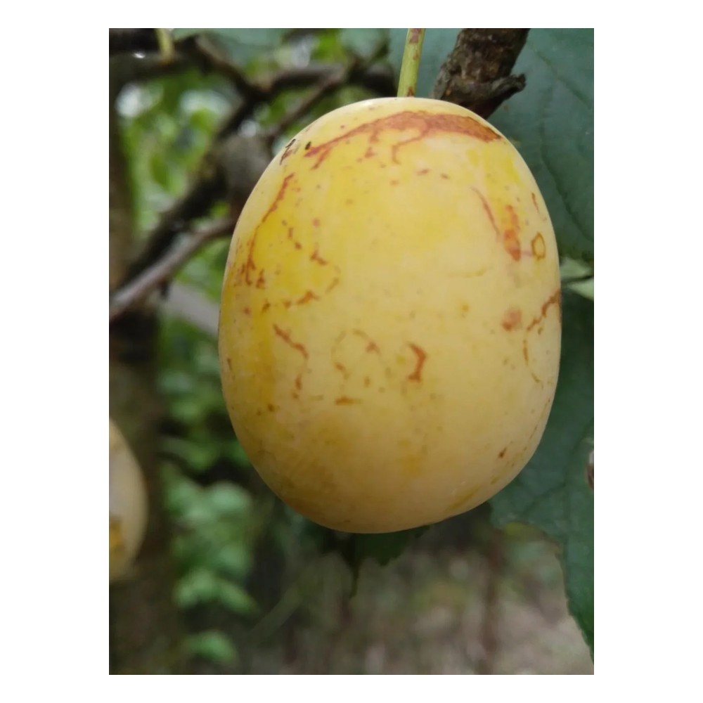 Mirabelle "Bellamira" Halbstamm, im 10L-Conatiner, saftig, gut steinlösend, gutes Aroma